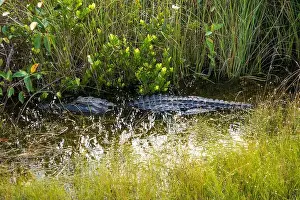 Alligator Prints: A Crocodile at Everglades National Park, Florida, United States
