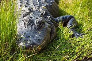 Alligator Prints: A Crocodile at Everglades National Park, Florida, United States