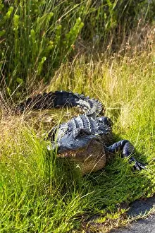 Alligator Prints: A Crocodile at Everglades National Park, Florida, United States