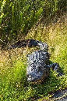 Alligator Prints: A Crocodile at Everglades National Park, Florida, United States