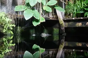 Pupils Prints: Crocodile head emerging from water with reflection on the surface as it waits for it's prey