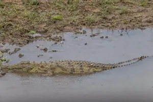 Zebras Prints: crocodile in Kruger National Park, South Africa