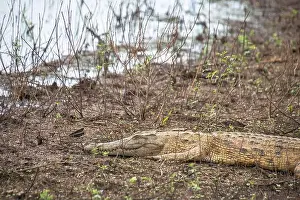 Zebras Prints: crocodile in Kruger National Park, South Africa