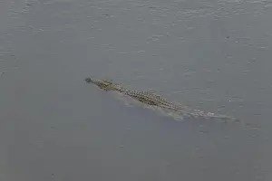 Zebras Prints: crocodile in Kruger National Park, South Africa