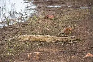 Zebras Prints: crocodile in Kruger National Park, South Africa
