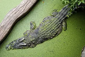 Alligator Prints: Crocodile in the lake during the day. Crocodile in the swamp