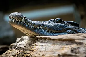 Crocodile Prints: Crocodile at London Zoo