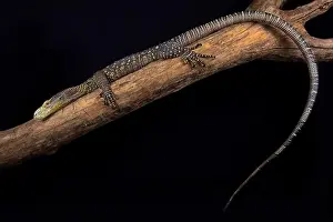 Ambush Predator Prints: The Crocodile monitor (Varanus salvadorii) is the longest lizard species in the world