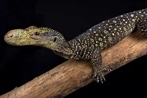 Ambush Predator Prints: The Crocodile monitor (Varanus salvadorii) is the longest lizard species in the world
