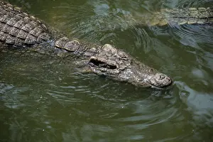 Snout Prints: A crocodile swimming in a lake, Bangkok, Thailand