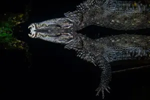 Semiaquatic Prints: A Crocodile swims and waits underwater with an abstract reflection of the animal and the surrounding environment