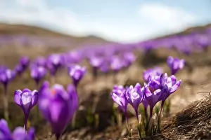 Crocus flowers on spring Ukrainian Carpathians mountains. Landscape photography