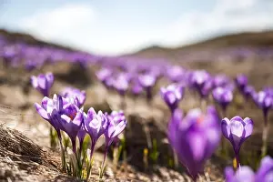 Crocus flowers on spring Ukrainian Carpathians mountains. Landscape photography