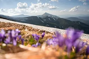 Crocus flowers on spring Ukrainian Carpathians mountains. Landscape photography