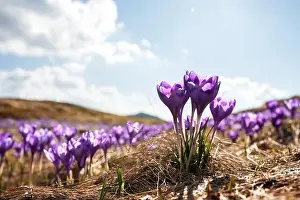 Crocus flowers on spring Ukrainian Carpathians mountains. Landscape photography