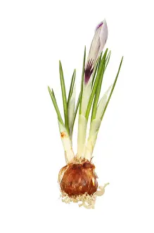 Emerging Prints: Crocus plant, showing bulb, green leaf shoots