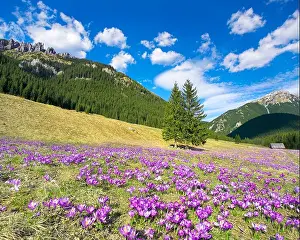 The Crocuses at Chocholowska Valley Tatra Mountains Poland Europe