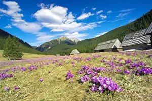 The Crocuses at Chocholowska Valley Tatra Mountains Poland Europe