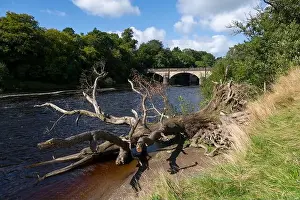 Stone Bridge Prints: Crook o Lune in Lancashire, Northern England