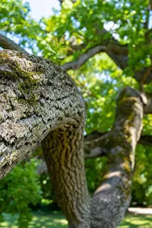 Bent Prints: Crooked branch and bark of a large old oak tree (Quercus) in summer