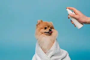 Professional Occupation Prints: cropped view of groomer with spray bottle near cute dog wrapped in towel on blue