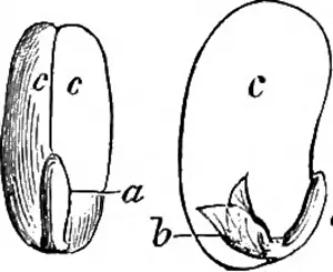 How crops grow. A treatise on the chemical composition