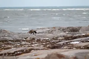 Vulpes Vulpes Prints: A Cross Fox running along the shore of Hudson Bay not far from Churchill, Manitoba