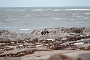Vulpes Vulpes Prints: A Cross Fox running along the shore of Hudson Bay not far from Churchill, Manitoba