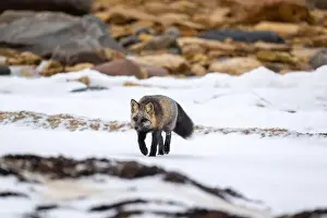 Vulpes Vulpes Prints: A Cross Fox running along the shore of Hudson Bay not far from Churchill, Manitoba