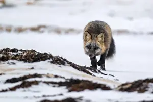 Vulpes Vulpes Prints: A Cross Fox running along the shore of Hudson Bay not far from Churchill, Manitoba