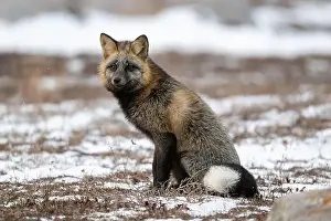 Cross Fox Prints: Cross Fox sitting on snow covered ground along the Hudson Bay