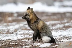 Cross Fox Prints: Cross Fox sitting on snow covered ground along the Hudson Bay