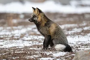 Vulpes Vulpes Prints: Cross Fox sitting on snow covered ground along the Hudson Bay
