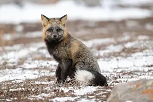 Vulpes Vulpes Prints: Cross Fox sitting on snow covered ground along the Hudson Bay