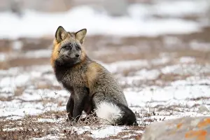Vulpes Vulpes Prints: Cross Fox sitting on snow covered ground along the Hudson Bay