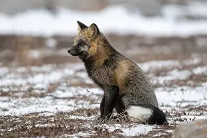 Vulpes Vulpes Prints: Cross Fox sitting on snow covered ground along the Hudson Bay