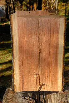 Split Prints: Cross section of a freshly cut Red Oak tree trunk