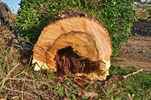 Decaying Prints: A cross section of a recently felled diseased Ash tree Fraxinus excelsior exhibiting Heart rot fungal disease that