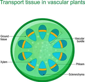 Cross section of vascular tissue system of a plant