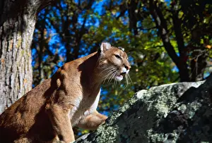 Crouching Prints: Crouching cougar on boulder