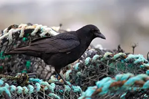 Nets Prints: Crow; Corvus corone corone; Fishing Nets; Cornwall; UK