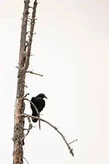 Corvidae Prints: Crow Perched on Dead Tree in Yellowstone National Park