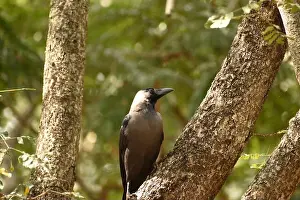 Crow Prints: a crow is sitting on a branch with blur background of green leaves