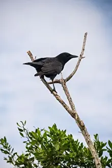 Haunting Prints: A Crow in a Tree, the Swamps of Everglades National Park, Florida, United States, USA