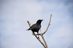 A Crow in a Tree, the Swamps of Everglades National Park, Florida, United States, USA
