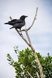 A Crow in a Tree, the Swamps of Everglades National Park, Florida, United States, USA