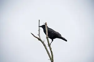 Haunting Prints: A Crow in a Tree, the Swamps of Everglades National Park, Florida, United States, USA