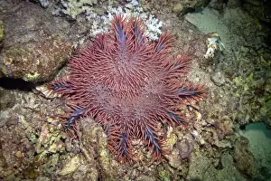 Invasive Prints: Crown-of-thorns starfish in Red Sea near Marsa Alam, Egypt