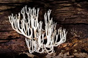 Crown-tipped Coral Fungus or Crown Coral Fungus (Artomyces pyxidatus) - DuPont State Recreational Forest - Cedar Mountain, near Brevard, North Carolin