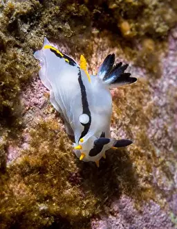 Atlantic Sea Prints: Crowned nudibranch (Polycera capensis) a white sea slug with black and yellow lines closeup